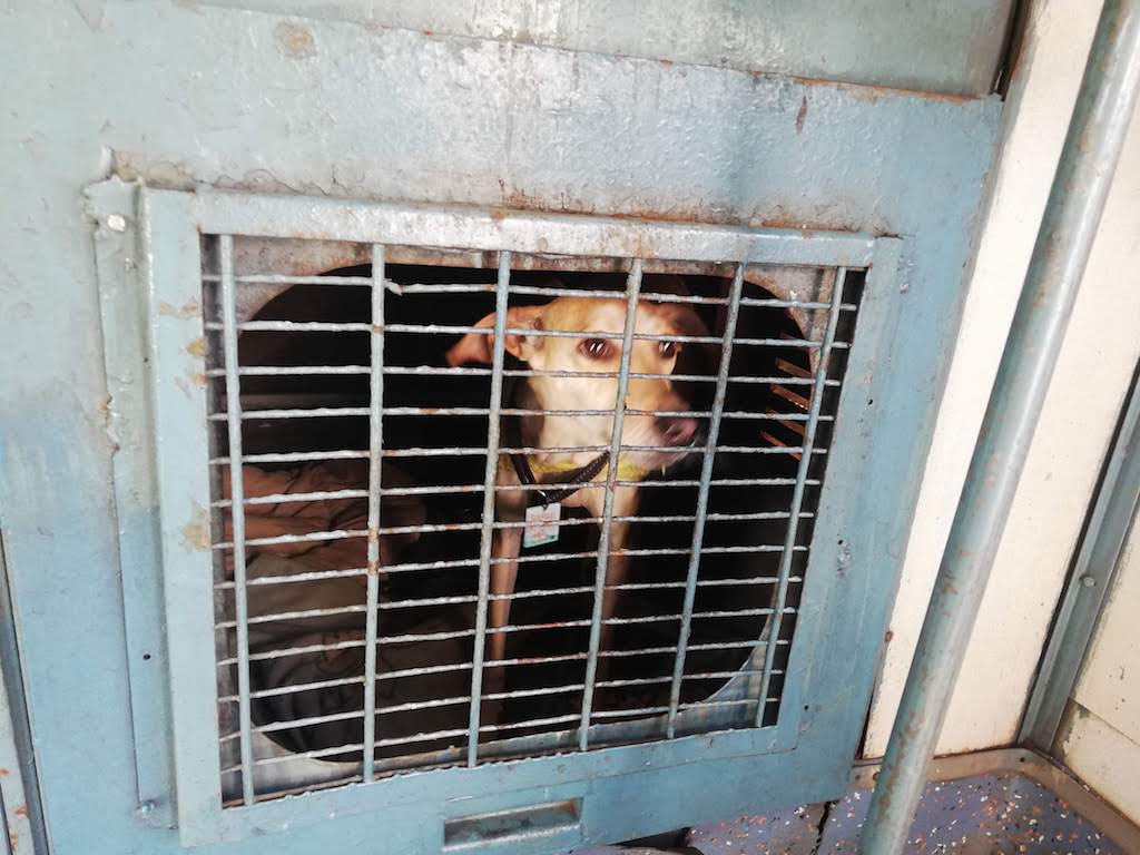 Taking dog in Indian train
